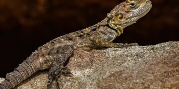 cinematic impact of true story adaptations