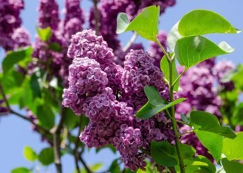 database normalization explained simply