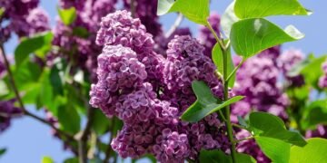 database normalization explained simply