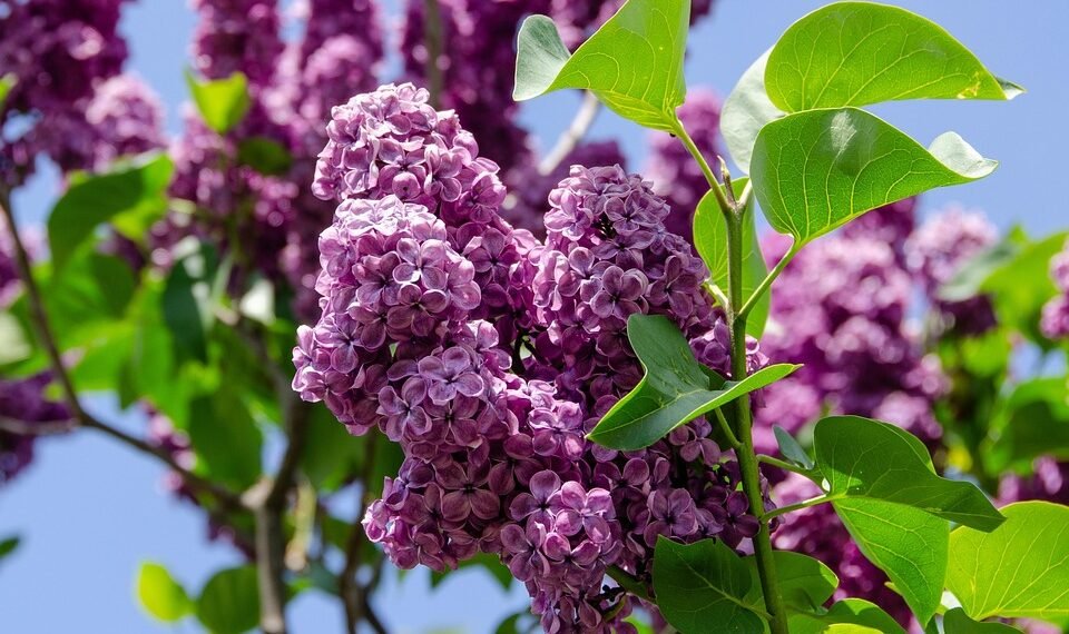 database normalization explained simply