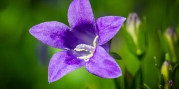 greenhouse effect scientific explanation