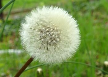 rise of streaming platforms in film distribution