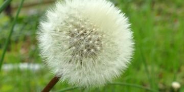 rise of streaming platforms in film distribution