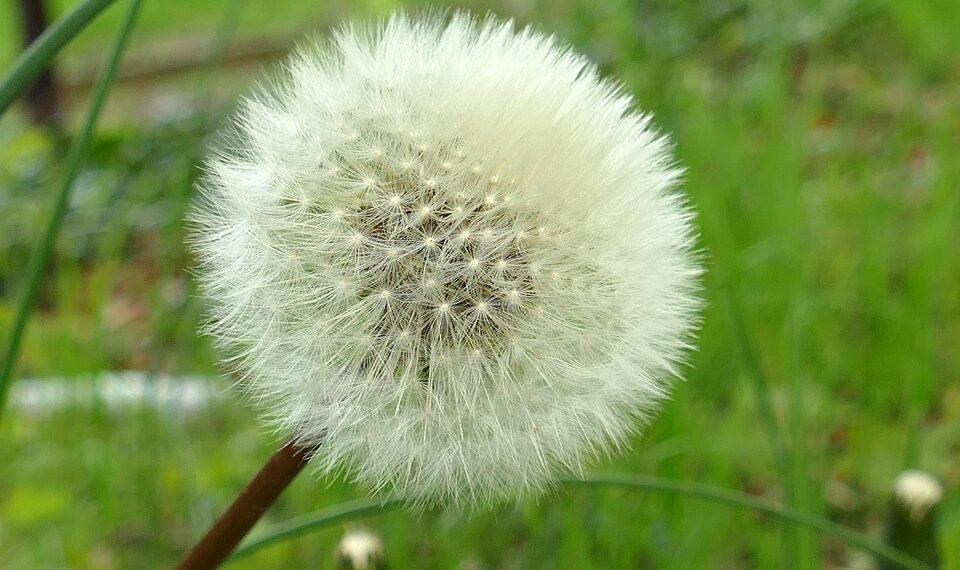 rise of streaming platforms in film distribution