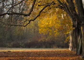 development of animation in cinema