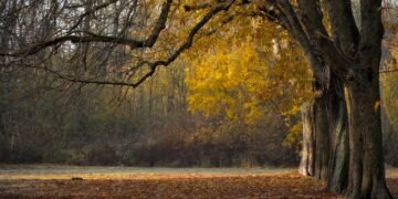 development of animation in cinema